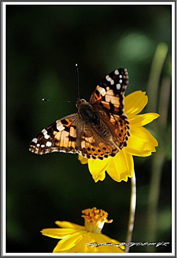 Mardin Kelebek & iek