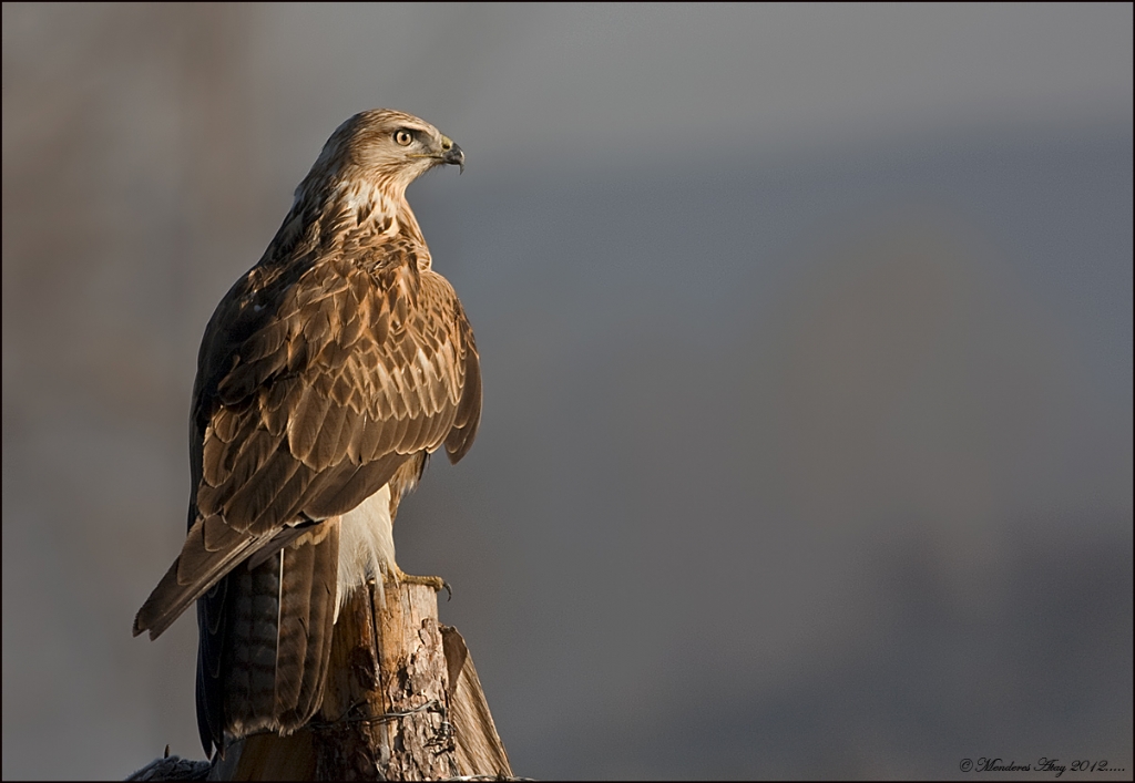 Kzl ahin Long-legged buzzard / Buteo rufinus