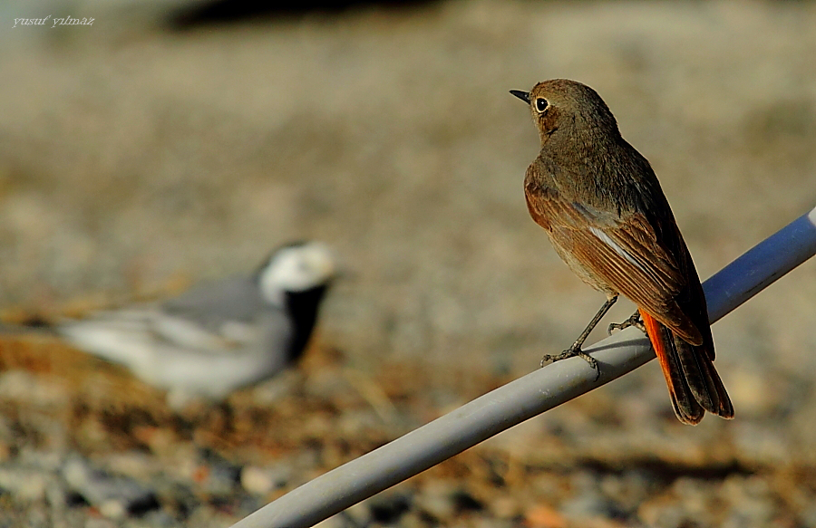 Kuyruksallayan grdm sanki...(kzlkuyruk)..