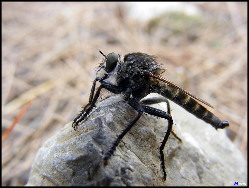 Robber Fly