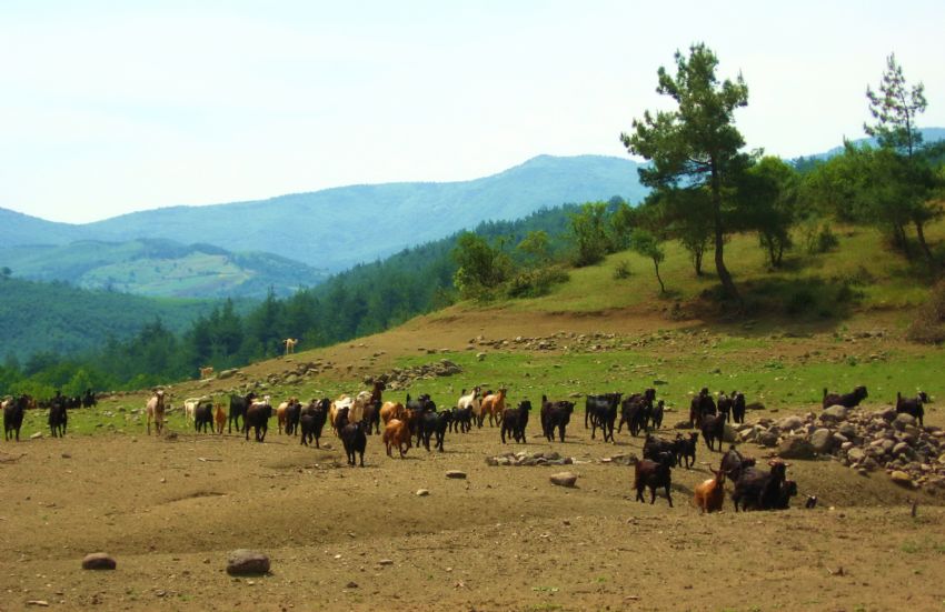 SUYA KOAN TEKELER