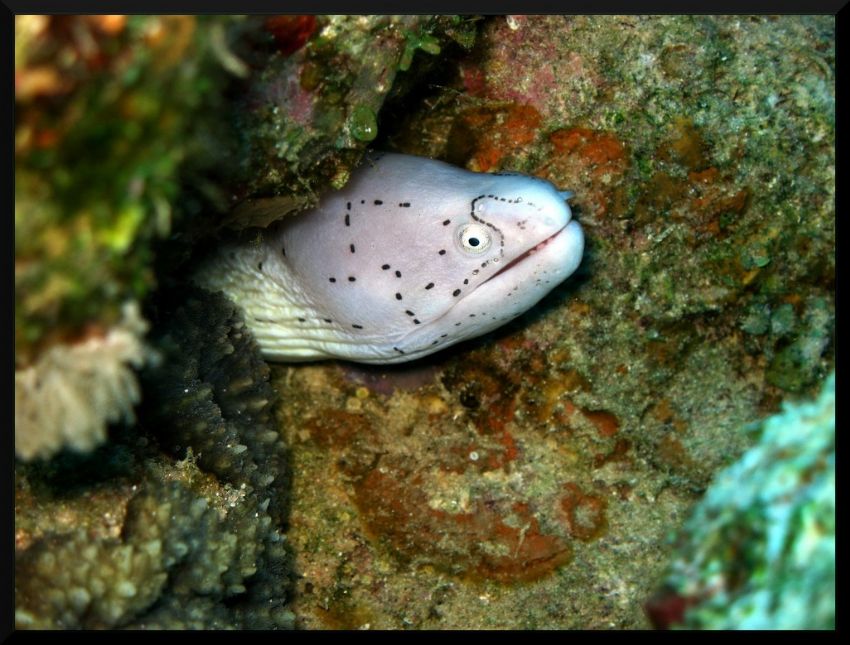 Grey Moray