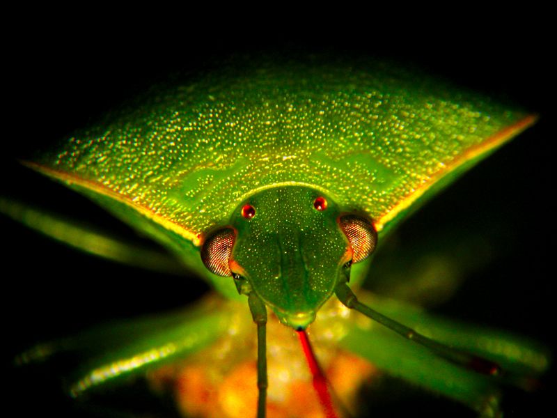 Pentatomidae2