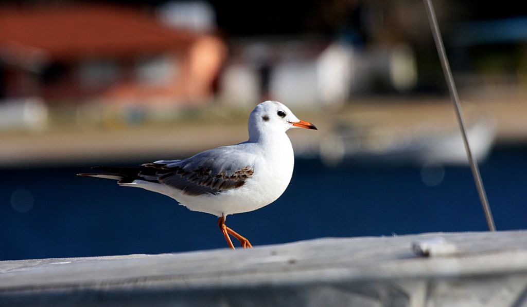 ilerinden biri