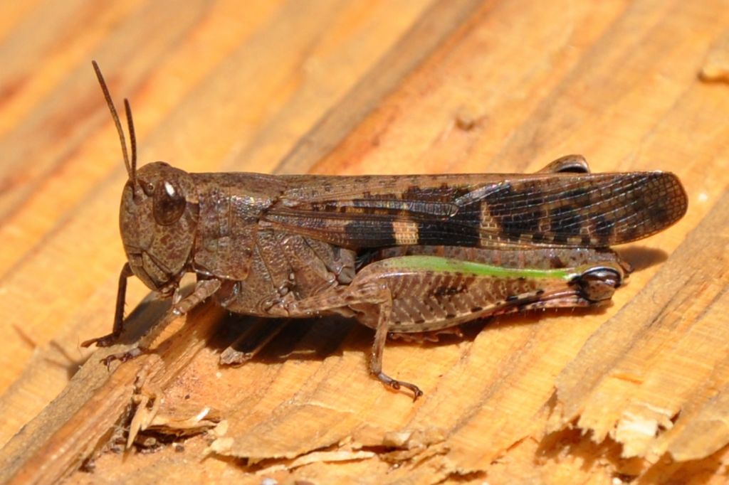 Locusta migratoria