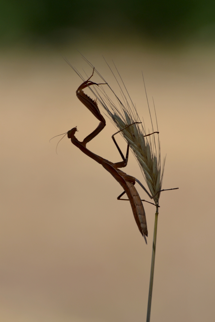 praying mantis