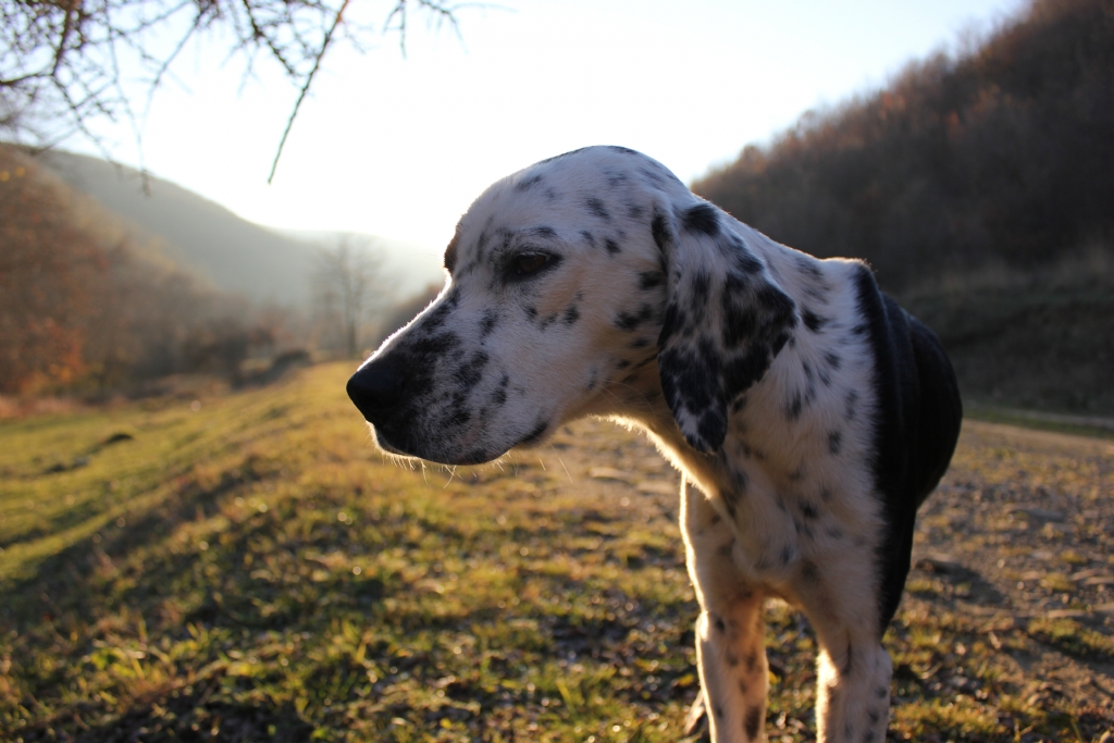 Bir dost