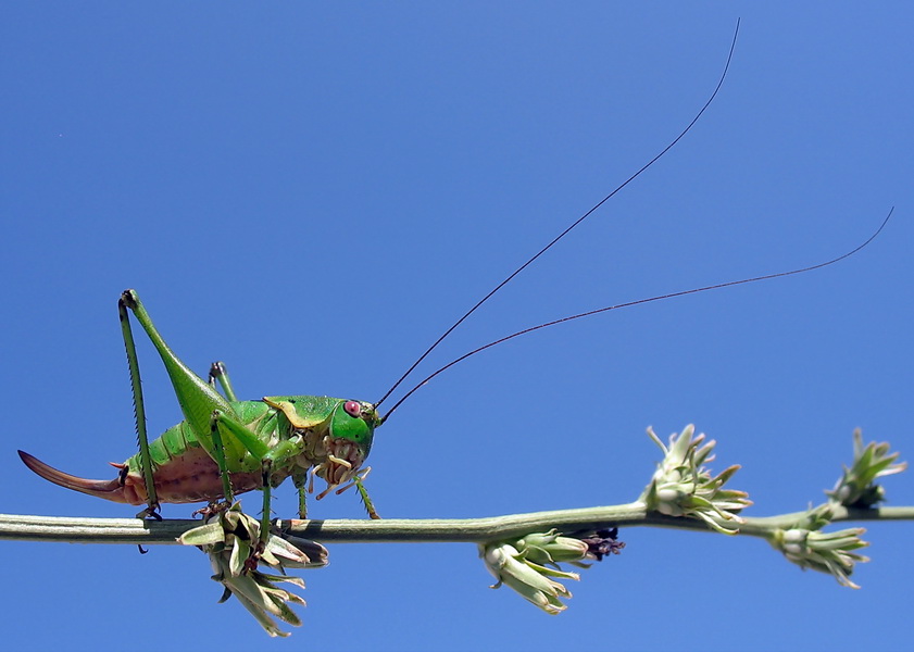 Uzun Antenli ayr ekirgesi