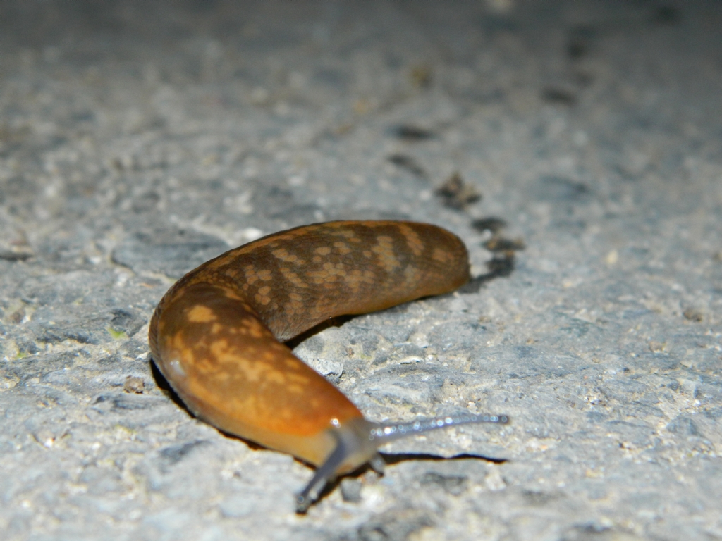 Daha oook yolumuz var......