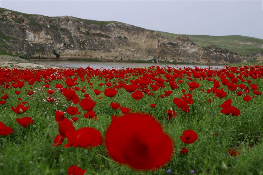 Dicle'nin Gelinleri