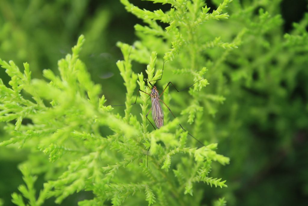 Tipula Sinei