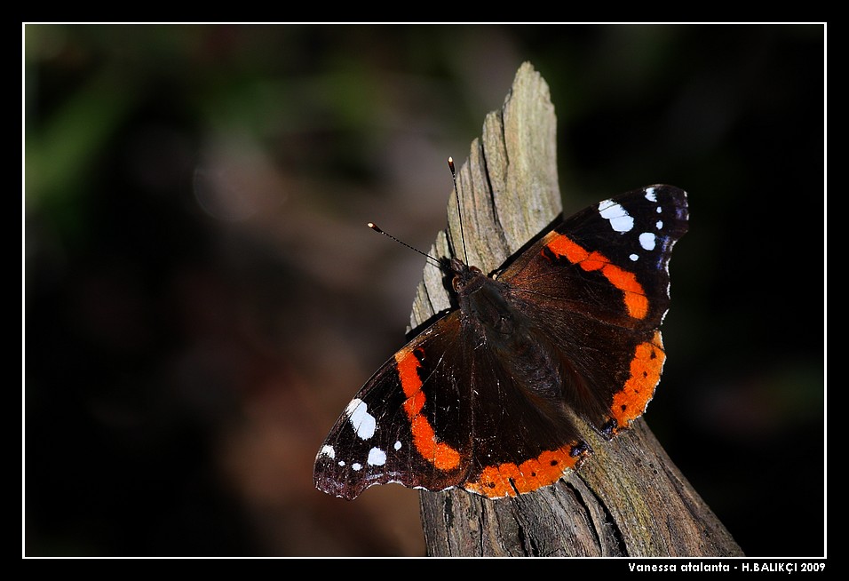 Vanessa atalanta