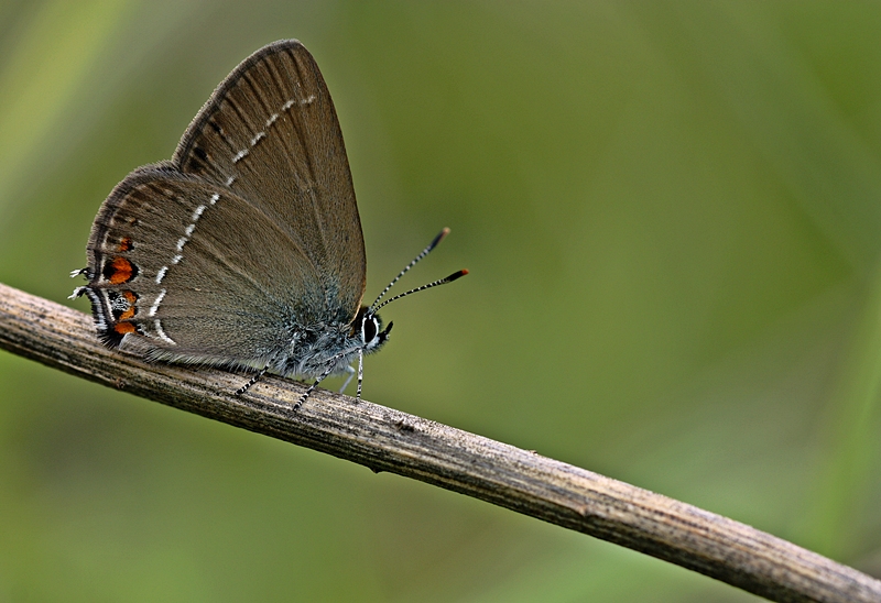 Sevbeni(Satyrium abdominalis)