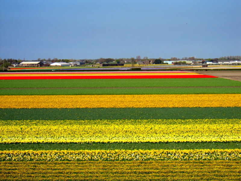 Ovalarda laleler, Hollanda