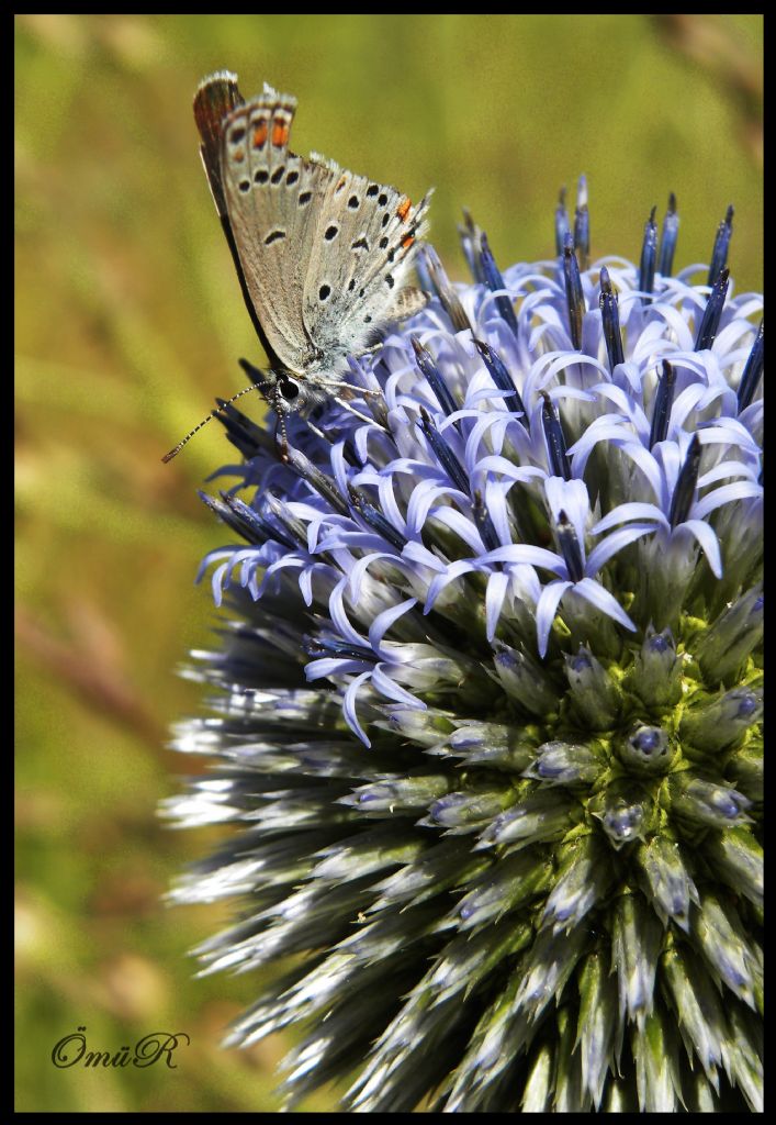 kanad krk (kelebek 4)