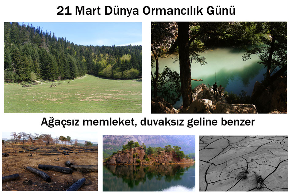  21 Mart Dnya Ormanclk Gn