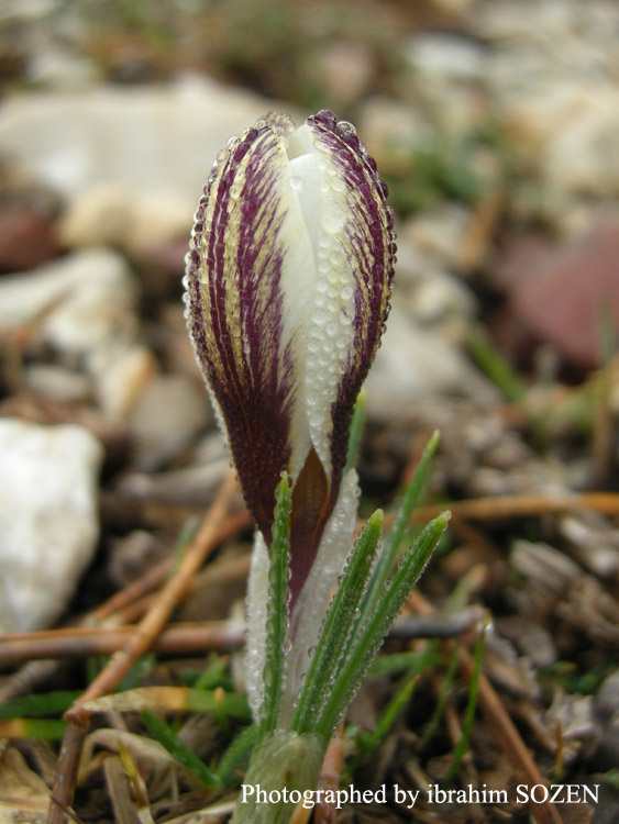 Crocus fauseri