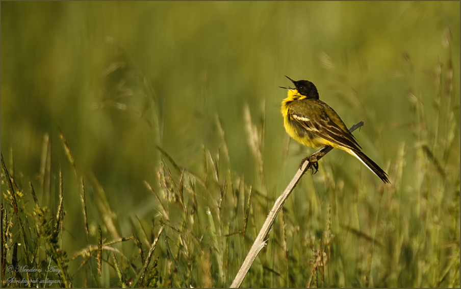 Sar kuyruksallayan Yellow wagtail / Motacilla fla