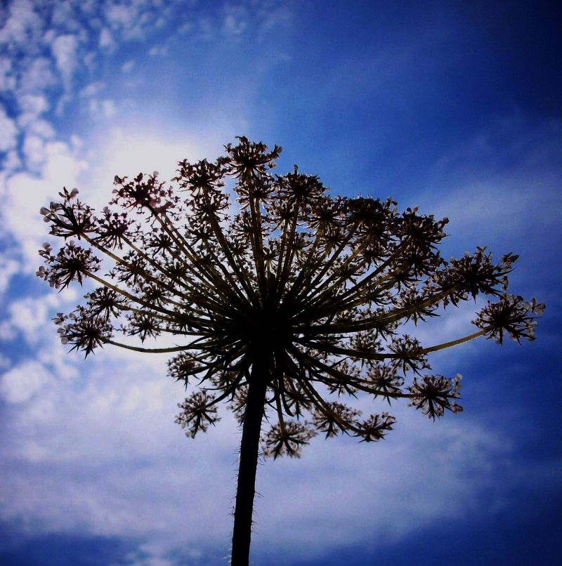 Flower And Clouds