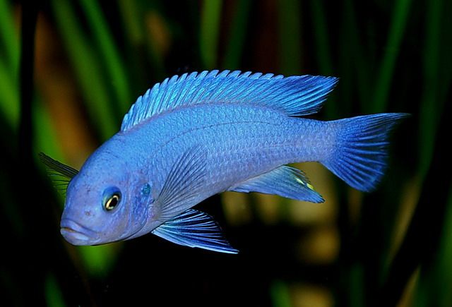 Cobalt mavisi cichlid