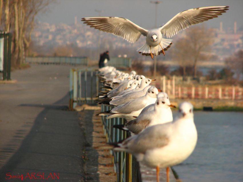 Bana Yer Yok mu ?