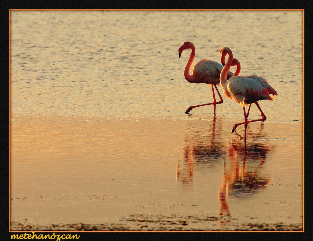 flamingolar mar mar