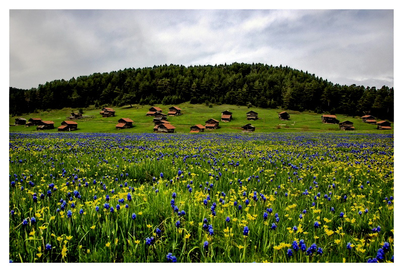 Yayla Evleri