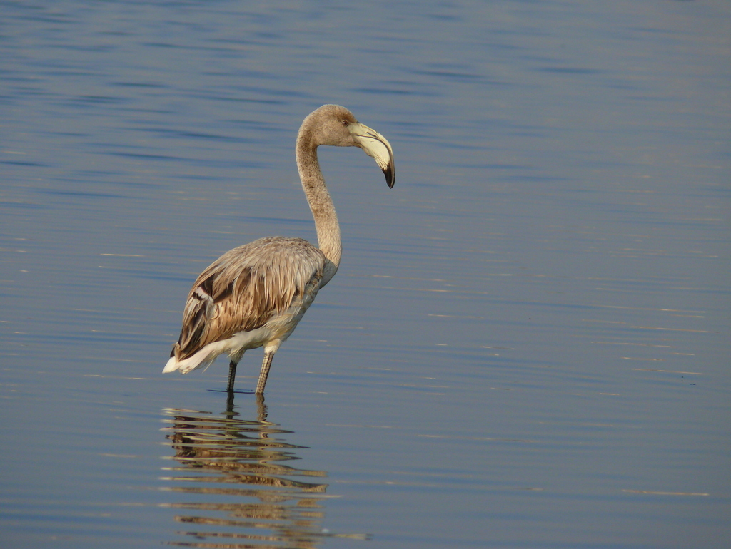 Gen Flamingo