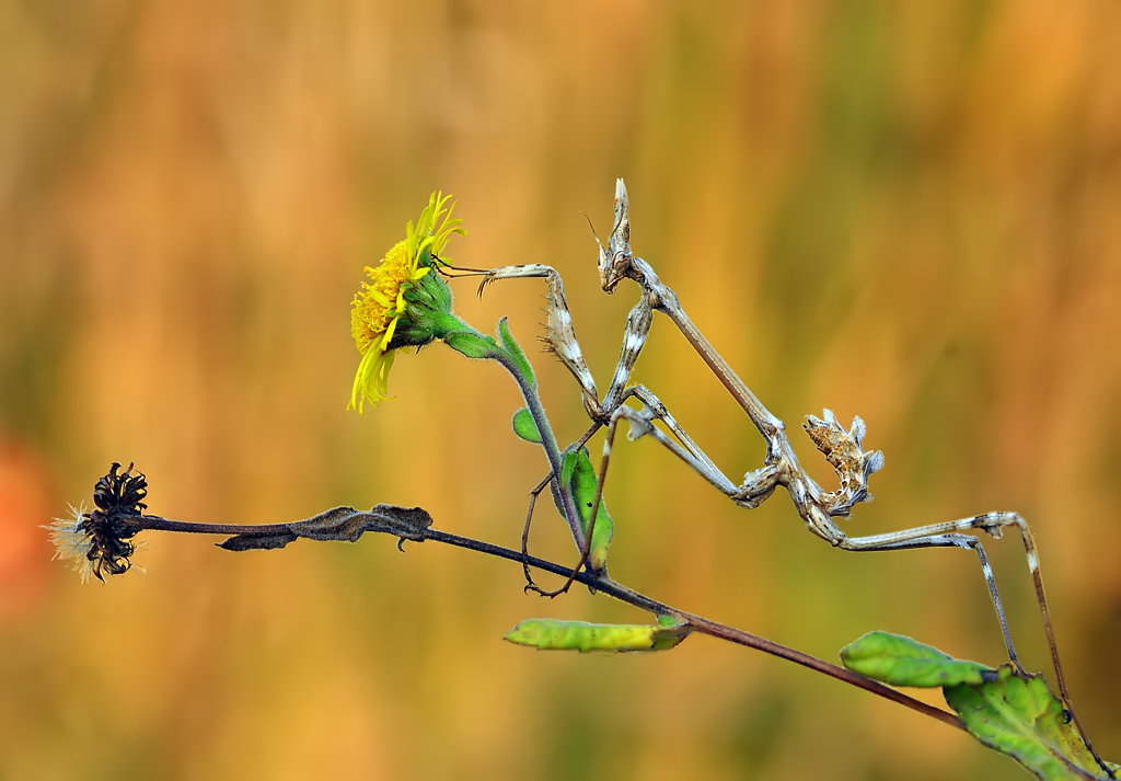 EMPUSA PENATTA