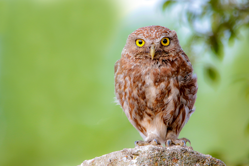 Sevimli Bayku - Kukumav