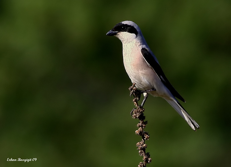 karaalnl rmcek kuu..