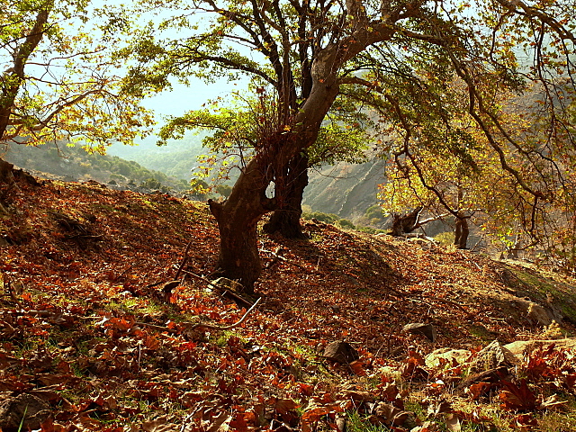 Kzlyaka'da Hazan