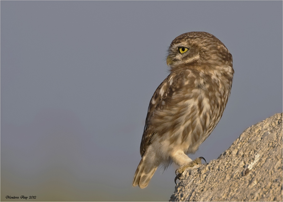 Kukumav Little owl / Athene noctua