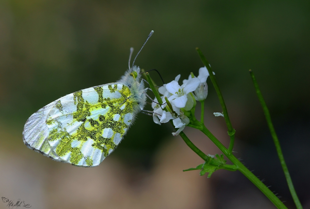 Da Oykls (Euchloe ausonia)