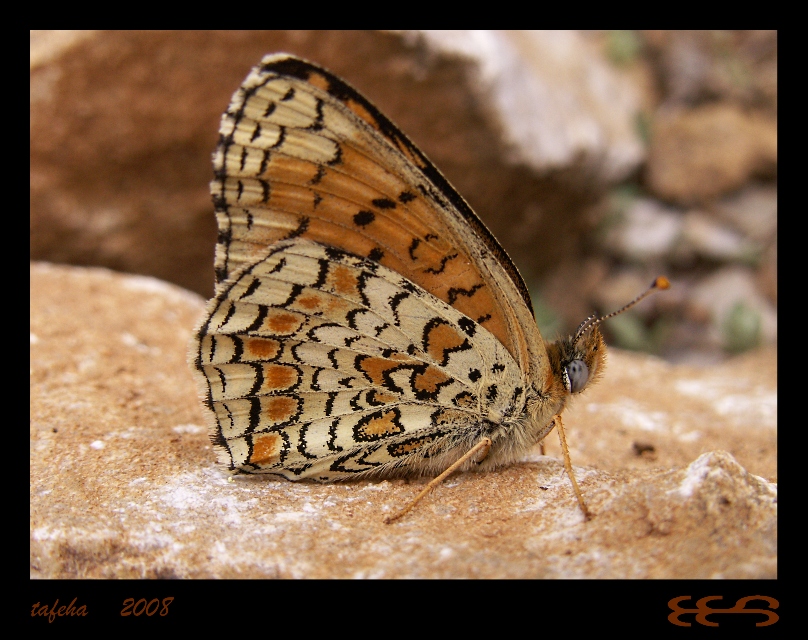 melitaea punica