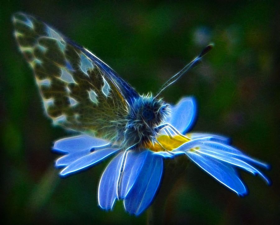 Elementary Fractal Angel