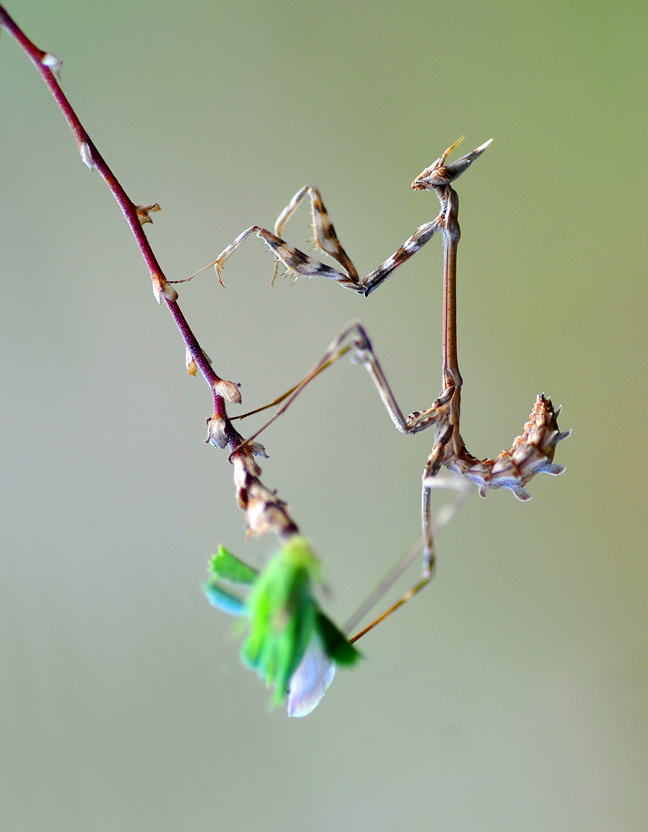 Empusa Pennatta