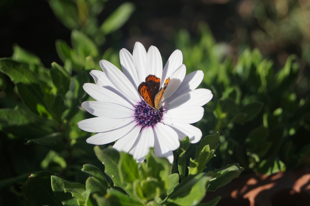 Amat�r Denemelerim