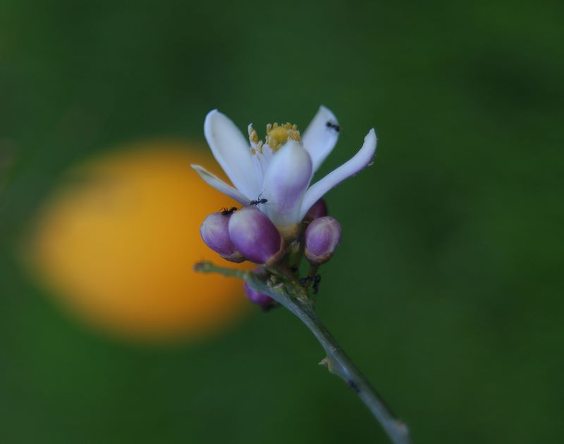 karncalar ve limon iei