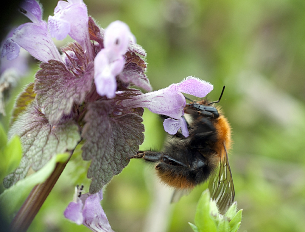 Bombus ars