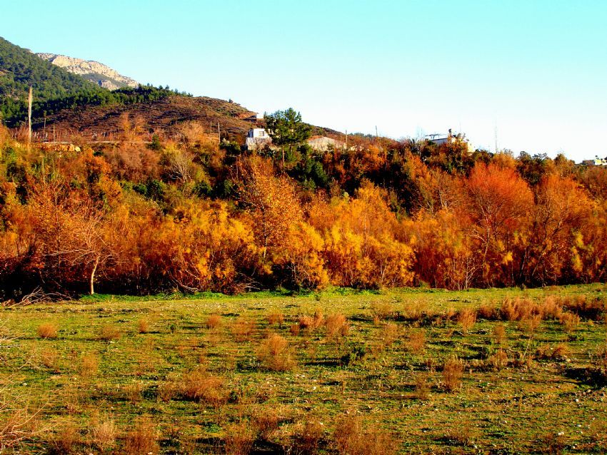 Sonbahar renkleri