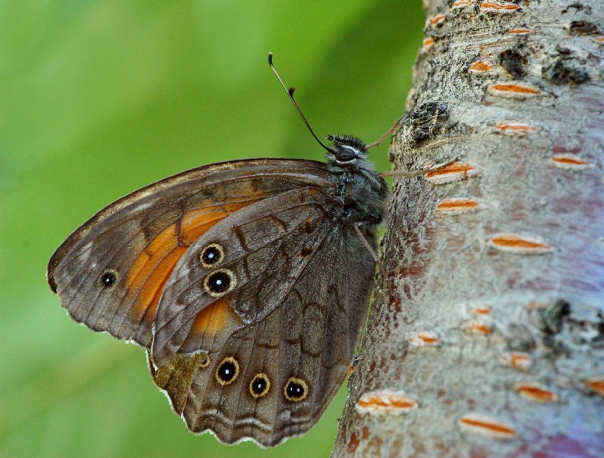 Aa Esmeri(Kirina roxelana)