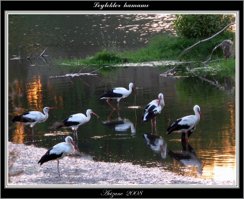 Leylekler hamam...