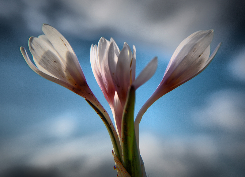 Colchicum dorfleri 1