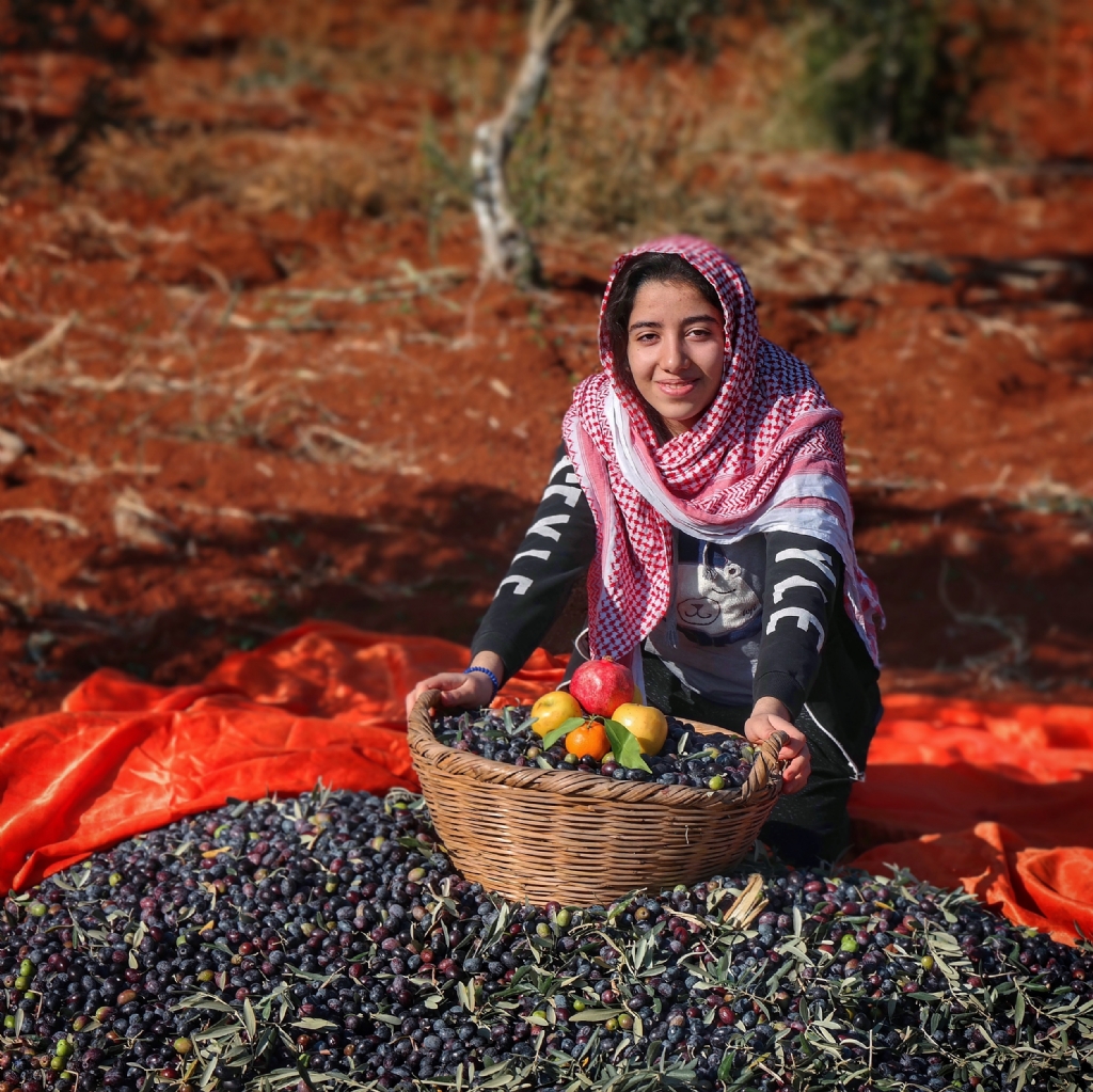 Zeytin Hasad - Gaziantep