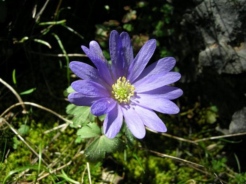 anemone blanda