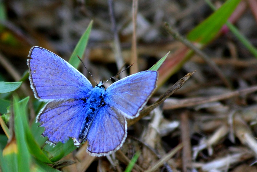 Polyommatus Bellargus 