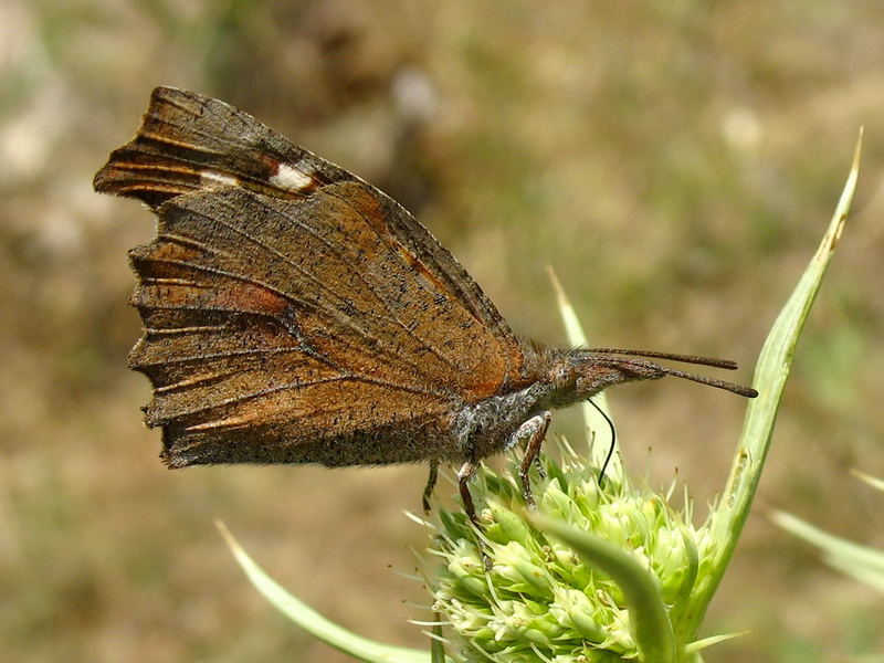 3 - itlembik Kelebei (Libythea celtis)