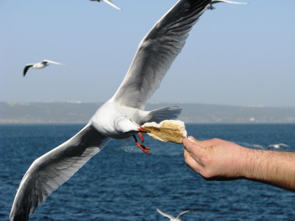 ekmek  arslan�n a�z�nda m� insan�n elinde mi 