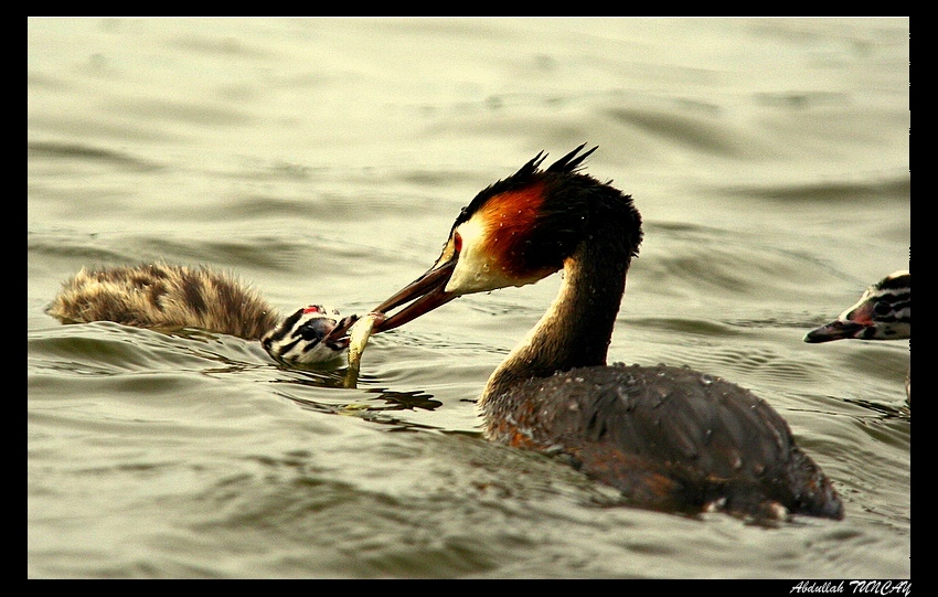 Bahri ( Podiceps cristatus ) 